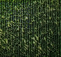 aerial-view-of-farmland-and-rows-of-crops-2021-08-26-16-01-23-utc aerial-view-of-farmland-and-rows-of-crops-2021-08-26-16-01-23-utc